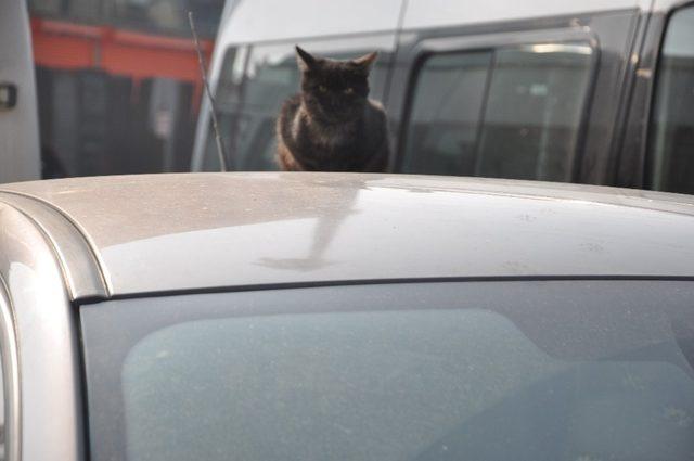 Sokak kedisinin güneş keyfi