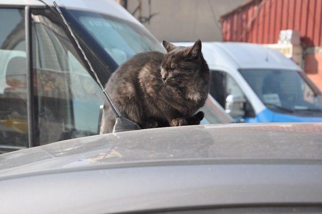 Sokak kedisinin güneş keyfi