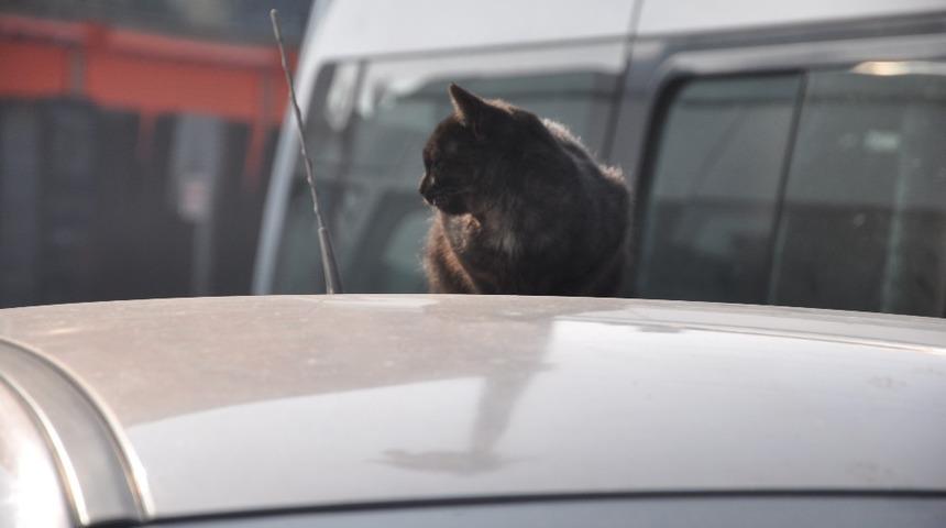 Sokak kedisinin güneş keyfi