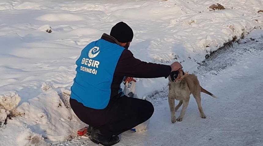 Ağrı&rsquo;da sokak hayvanları unutulmadı