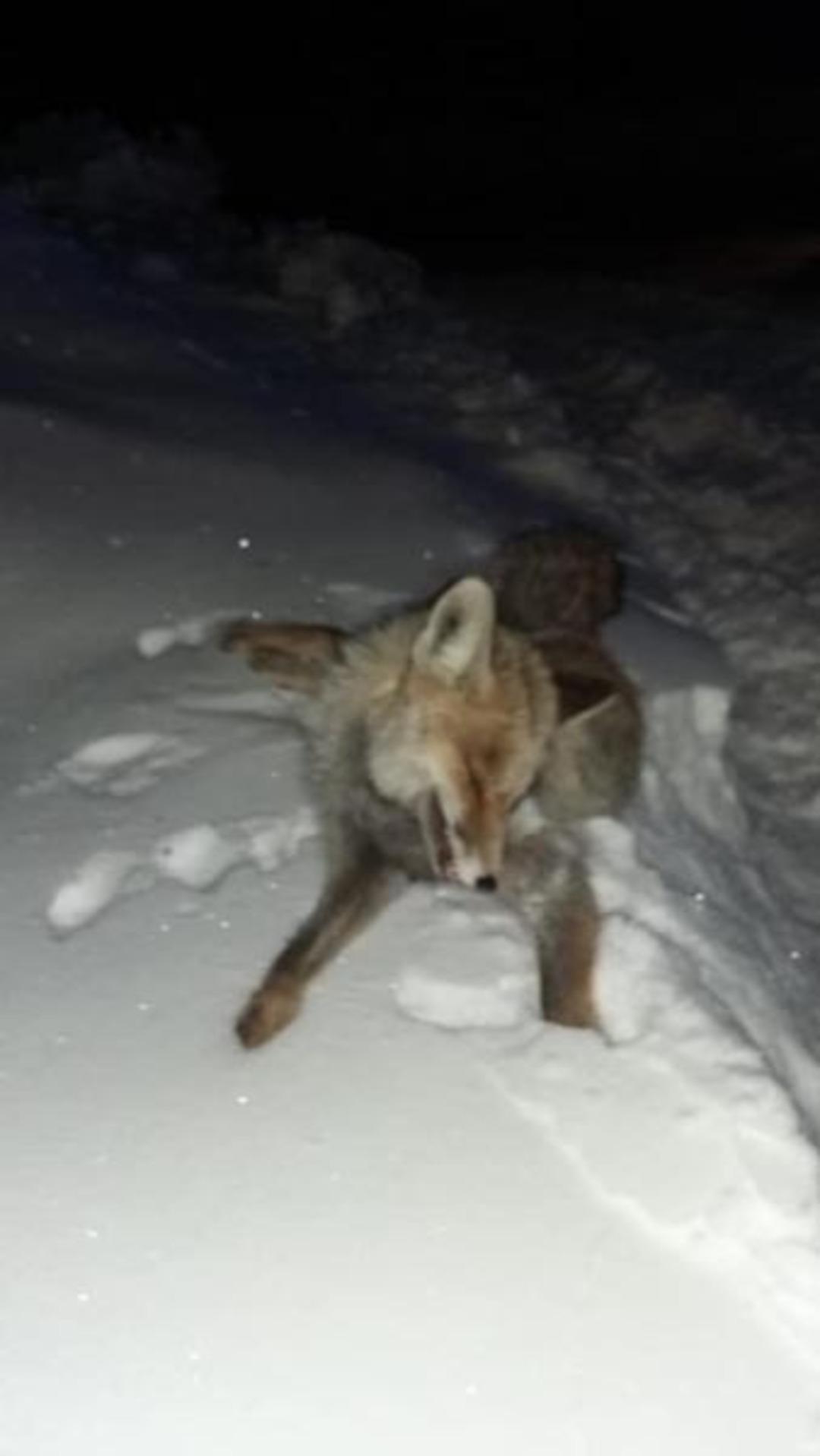 G&ouml;ksun'da tilki dondu 