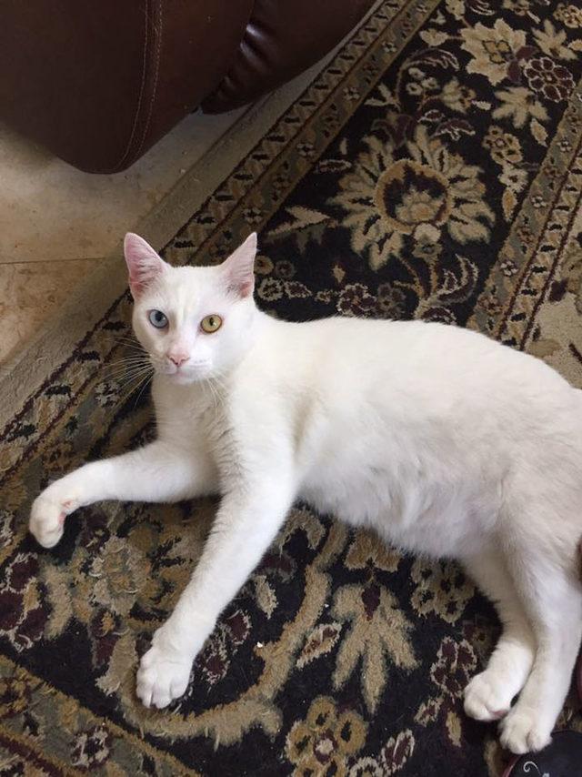 Ölümün eşiğindeydi... Bir de son halini görün 4