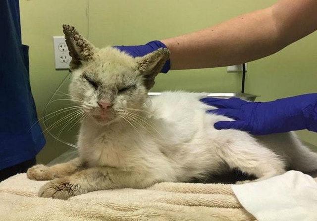 woman-rescue-blind-cat-recover-animal-friends-project-inc-5c3ee7b44be1a__700