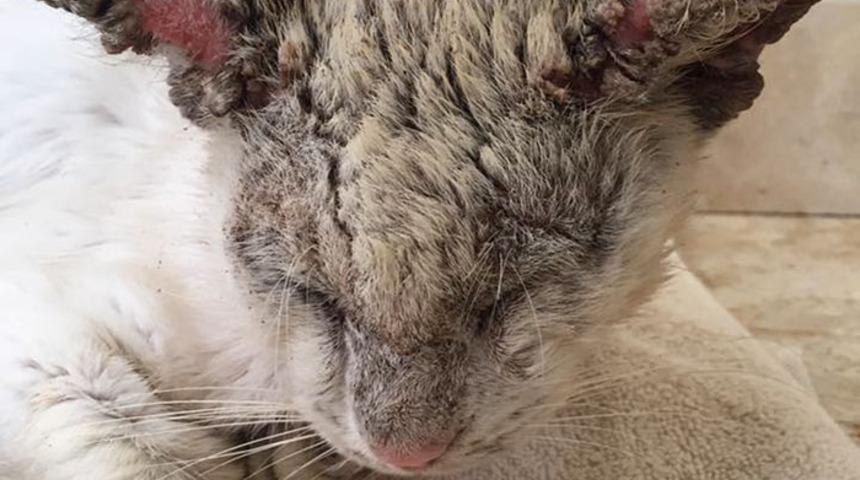 &Ouml;l&uuml;m&uuml;n eşiğindeydi... Bir de son halini g&ouml;r&uuml;n