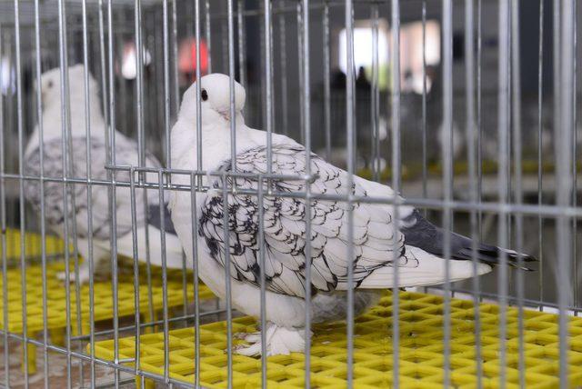 Kemalpaşa'da 'güvercin güzellik yarışması'