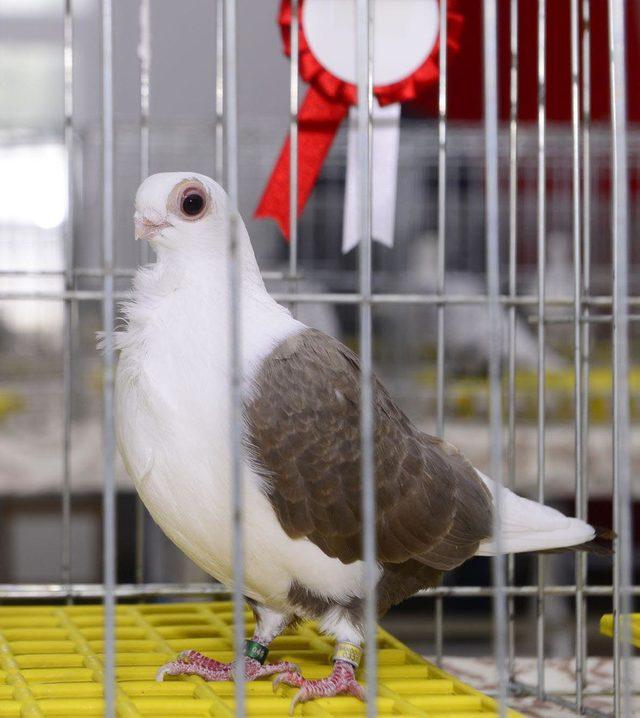 Kemalpaşa'da 'güvercin güzellik yarışması'