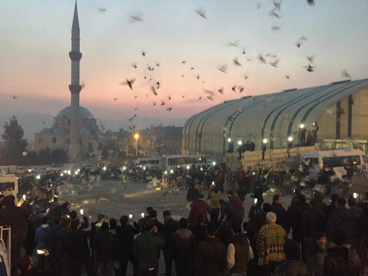 Şanlıurfa'da gökyüzüne 'güvercin döküldü'  G2