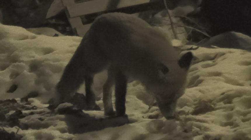 Sarıkamış&rsquo;ta a&ccedil; kalan tilki ve kurt il&ccedil;e merkezine indi