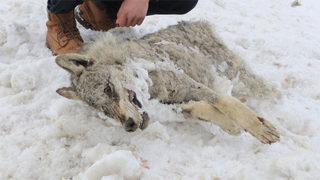 Sivas'ta aşırı soğuk yüzünden kurt bile dondu!