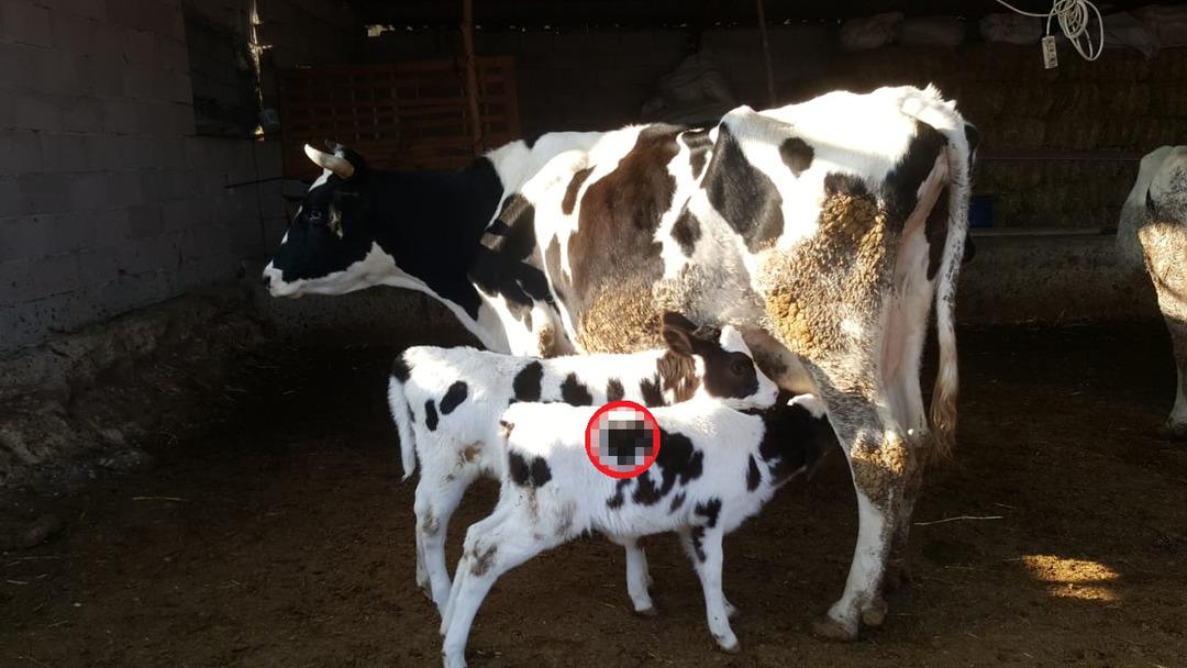 Minik buzağının sırtındaki detay hayrete d&uuml;ş&uuml;rd&uuml;! 