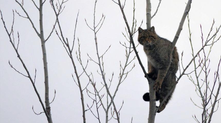 Kırklareli'de yaban kedisi heyecanı! Fotoğraflandı