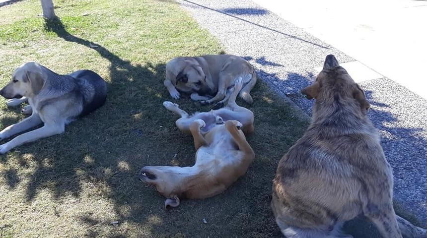 MAD Başkanı İsmail Karataş &ldquo;Atık yemekler sokak hayvanlarına&rdquo;