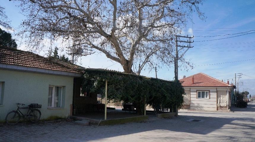 Sarıg&ouml;l&rsquo;de asırlık &ccedil;ınar ağacı korunuyor