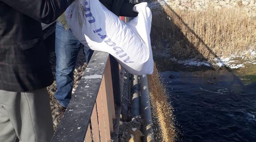 Van’da yaban hayvanlarına yem desteği