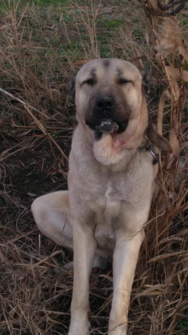 Barınağa konulan köpek çalındı (2)