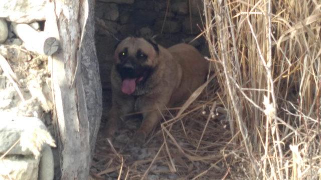 Barınağa konulan köpek çalındı (2)