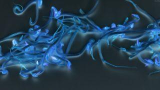 Toksoplazma nedir, nasıl bulaşır? Toksoplazma parazitinden korunma yolları nelerdir?