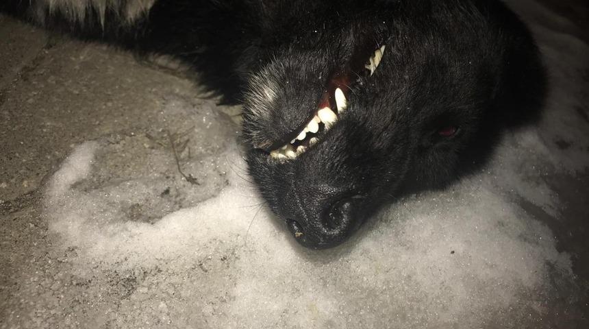 Havza&rsquo;da k&ouml;pek zehirlenmesi iddiası