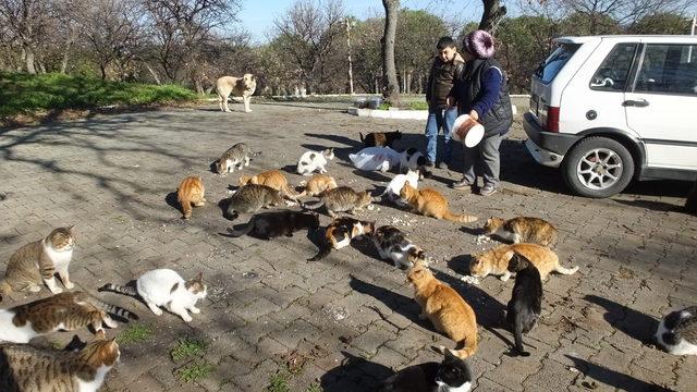 Emekli hemşirenin kedi sevgisi