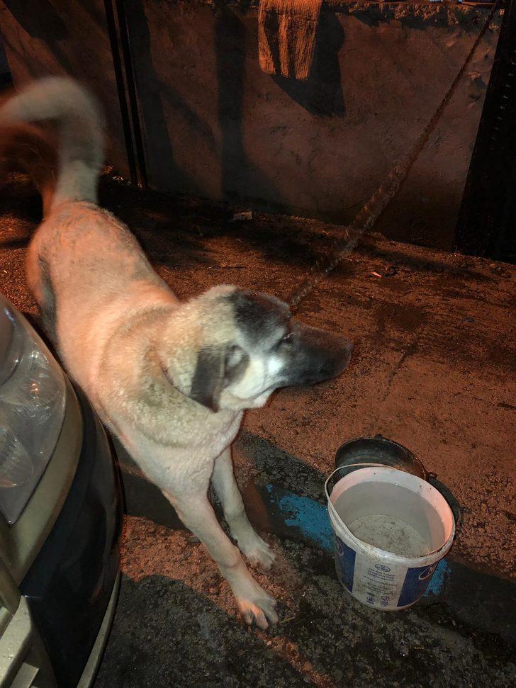 Acılı aile kaybettiği köpeğinin ardından bir dram daha yaşadı G3