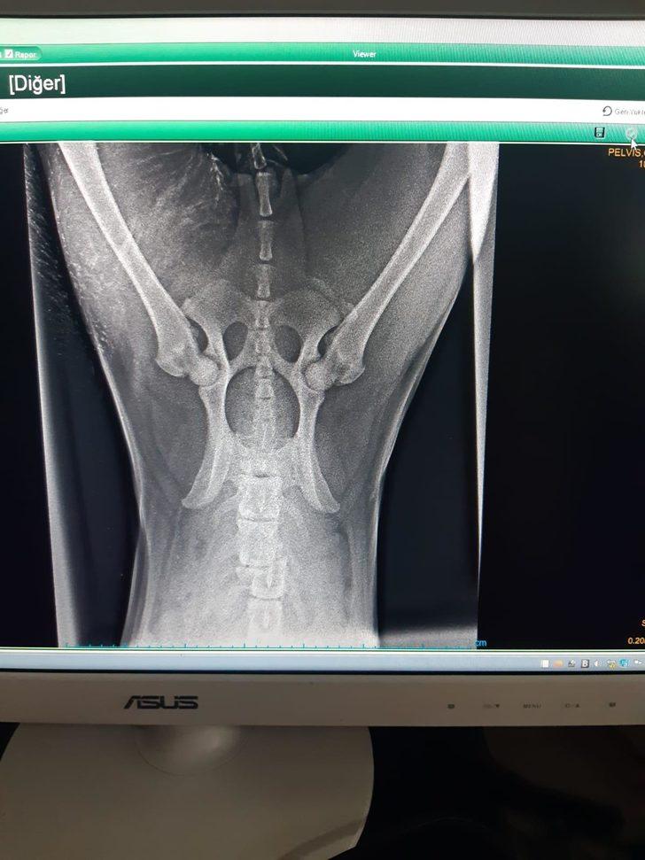 Acılı aile kaybettiği köpeğinin ardından bir dram daha yaşadı G2