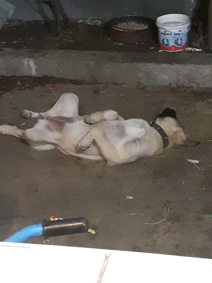 Acılı aile kaybettiği köpeğinin ardından bir dram daha yaşadı G4