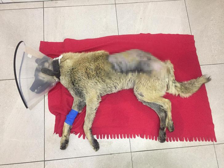 Acılı aile kaybettiği köpeğinin ardından bir dram daha yaşadı G5