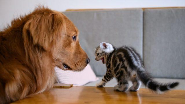 Kediler gibi bazı hayvanlar kendilerini daha büyük göstermek için kabarıyor.