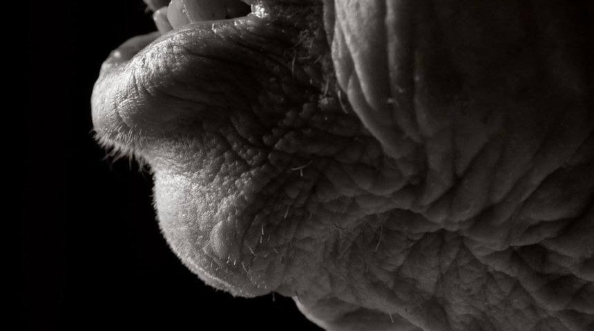 Merak edenler i&ccedil;in: 100 yaşından sonra insan nasıl g&ouml;r&uuml;n&uuml;r?