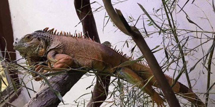 Bodrum'da sokağa terk edilen metrelik iguana yeni yuvasında  G1