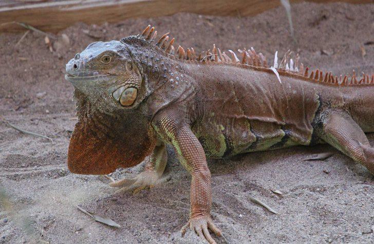 Bodrum'da sokağa terk edilen metrelik iguana yeni yuvasında  G2