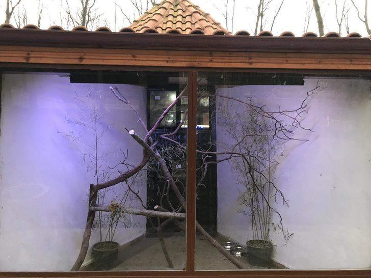 Bodrum'da sokağa terk edilen metrelik iguana yeni yuvasında  G3