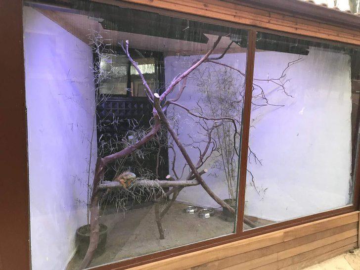 Bodrum'da sokağa terk edilen metrelik iguana yeni yuvasında  G4