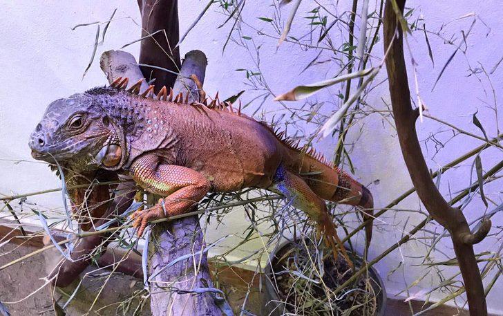 Bodrum'da sokağa terk edilen metrelik iguana yeni yuvasında  G5