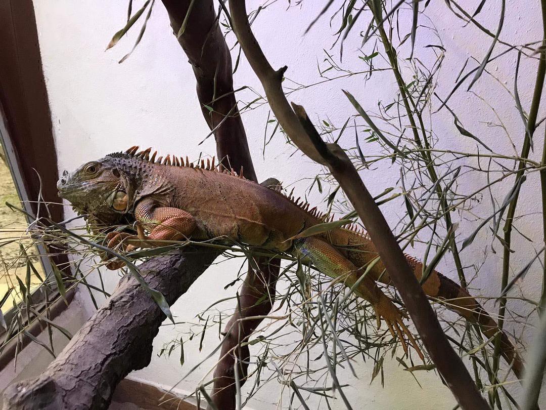 Bodrum'da sokağa terk edilen metrelik iguana yeni yuvasında 