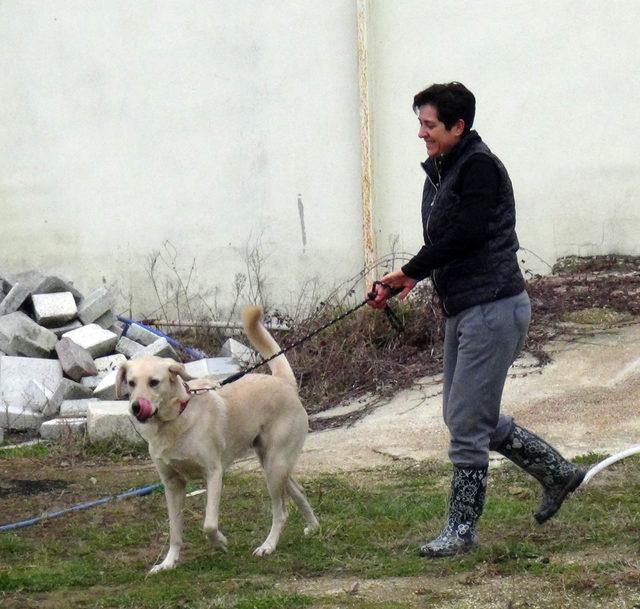 Babasının öldürdüğü Diğdem'in köpeği 'Şans'a hayvanseverler sahip çıktı