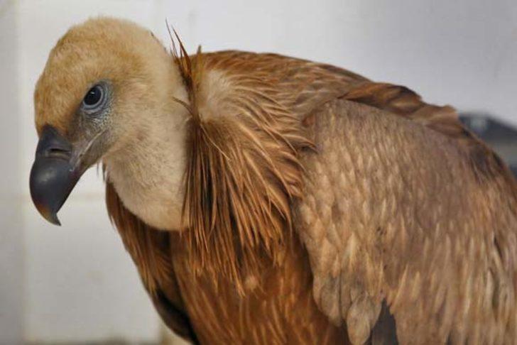 Denizli'de çobanlar buldu! Hemen harekete geçildi... G2
