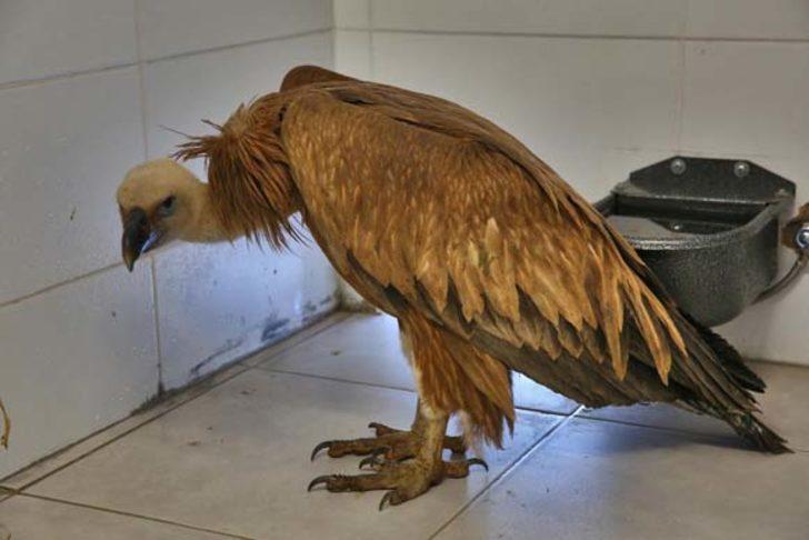 Denizli'de çobanlar buldu! Hemen harekete geçildi... G4