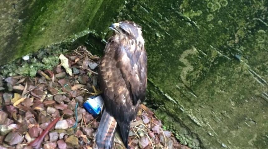 Şahin donmaktan kurtarıldı