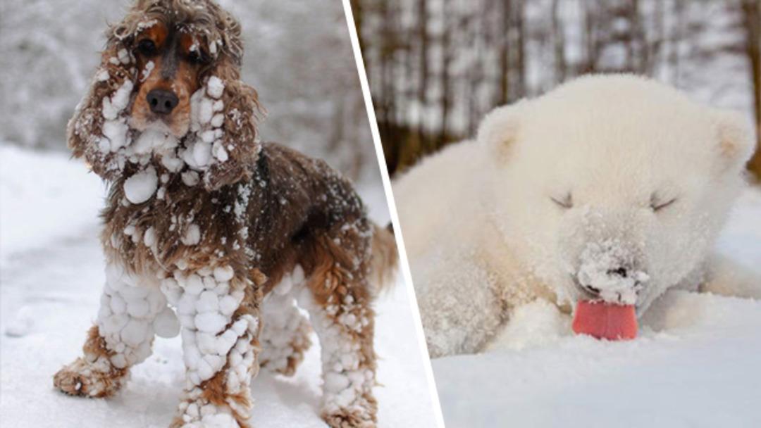 Karşınızda ilk defa kar g&ouml;m&uuml;ş aşırı tatlı 20 hayvan