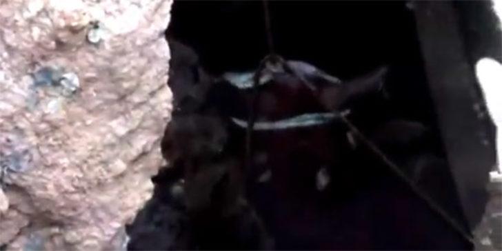 Dev delikten garip sesler duydular, aşağı bakınca şoke oldular G1