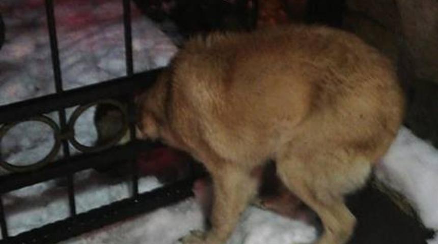 Başı demir kapıya sıkışan k&ouml;peği itfaiye kurtardı