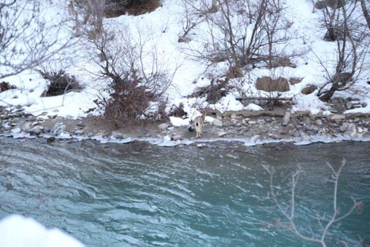 2 metreyi aşan kar onları da vurdu!  G1