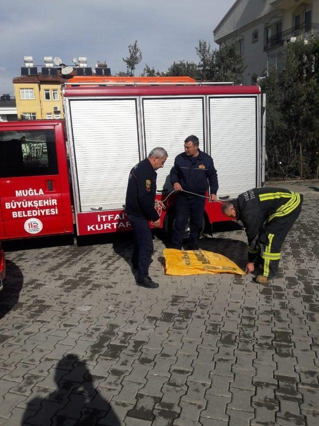 Asansör boşluğuna düşen kediyi itfaiye kurtardı