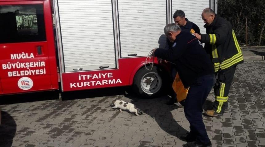 Asans&ouml;r boşluğuna d&uuml;şen kediyi itfaiye kurtardı