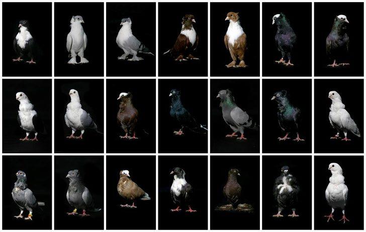 Fiyatları 100 bin liraya kadar çıkıyor... 'Dairelerinin anahtarlarını getirip bırakan kişiler dahi var'  G1