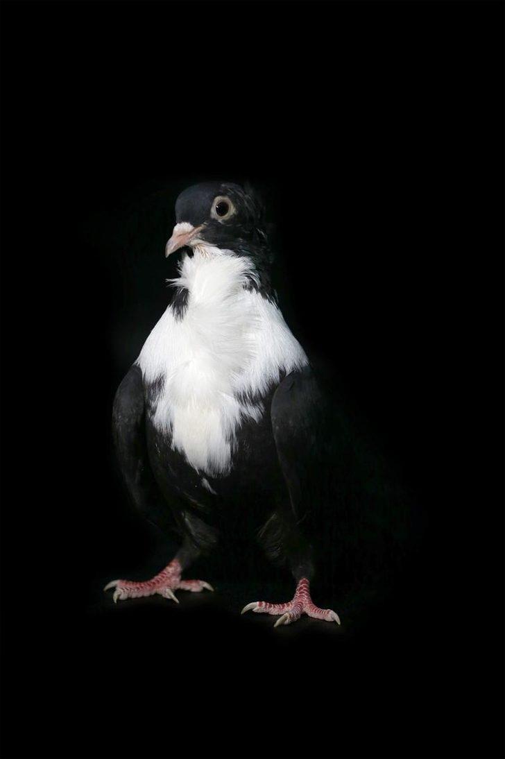 Fiyatları 100 bin liraya kadar çıkıyor... 'Dairelerinin anahtarlarını getirip bırakan kişiler dahi var'  G2