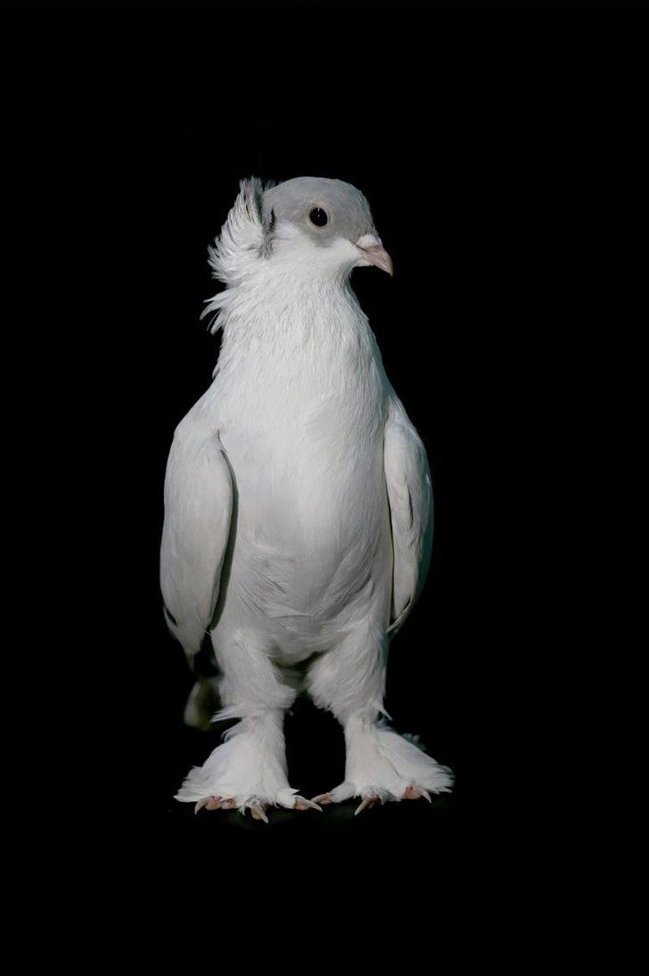 Fiyatları 100 bin liraya kadar çıkıyor... 'Dairelerinin anahtarlarını getirip bırakan kişiler dahi var'  G3