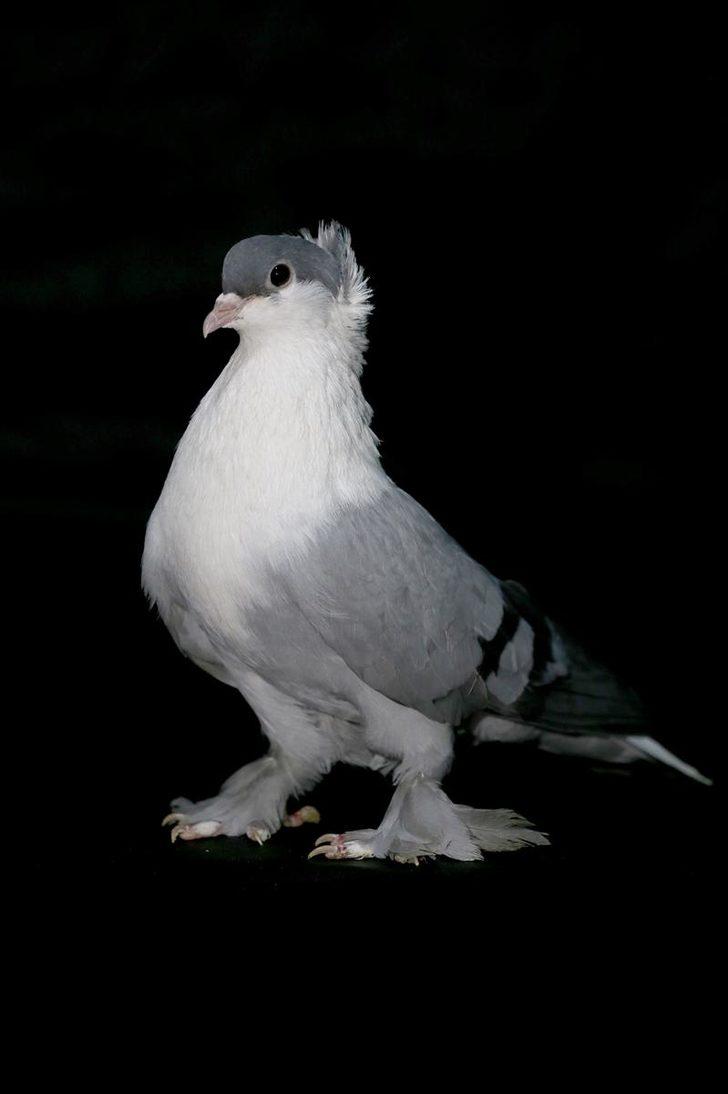 Fiyatları 100 bin liraya kadar çıkıyor... 'Dairelerinin anahtarlarını getirip bırakan kişiler dahi var'  G4