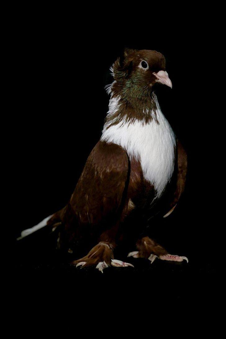 Fiyatları 100 bin liraya kadar çıkıyor... 'Dairelerinin anahtarlarını getirip bırakan kişiler dahi var'  G5